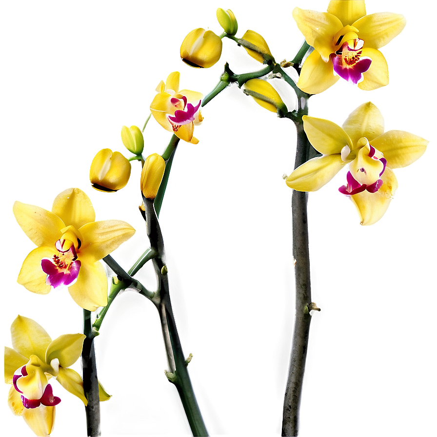 Yellow Orchids Png Tlf