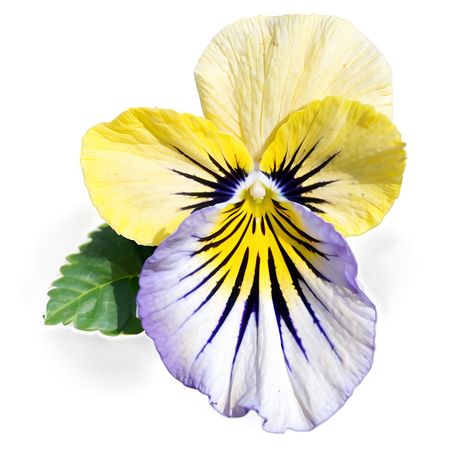 Yellow Pansy Png How