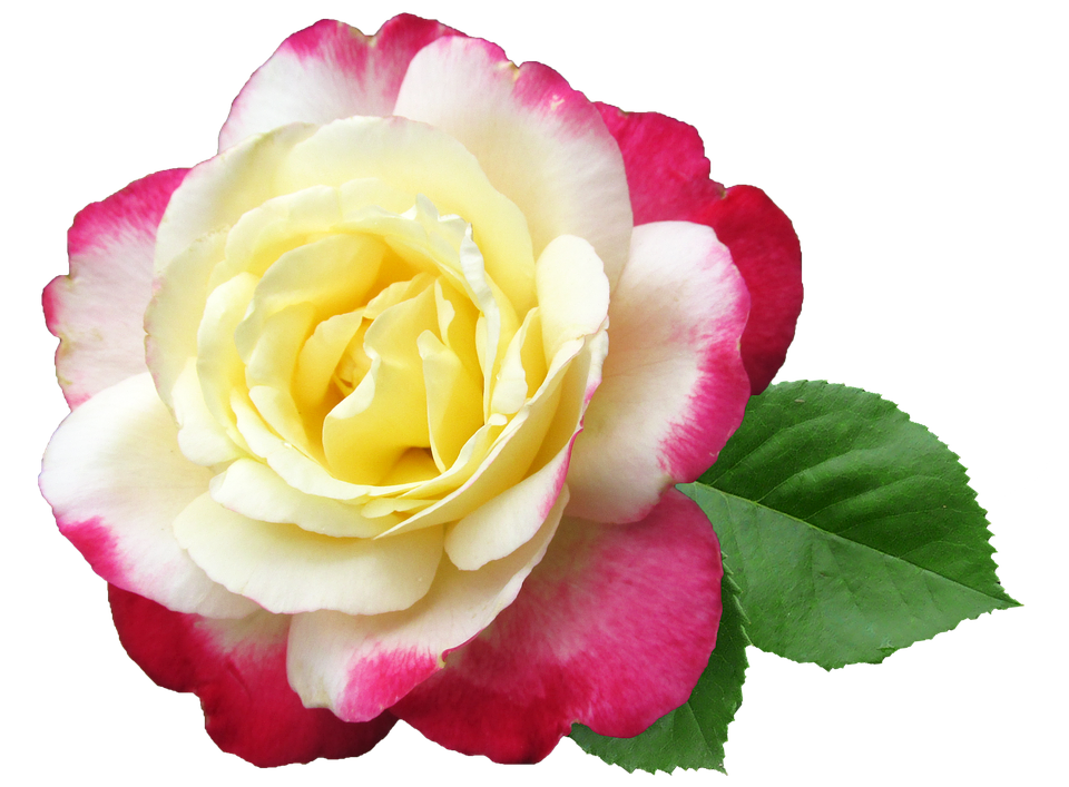 Yellow Pink Rose Transparent Background