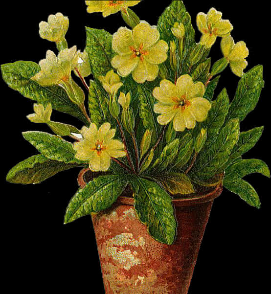 Yellow Primrosein Terra Cotta Pot