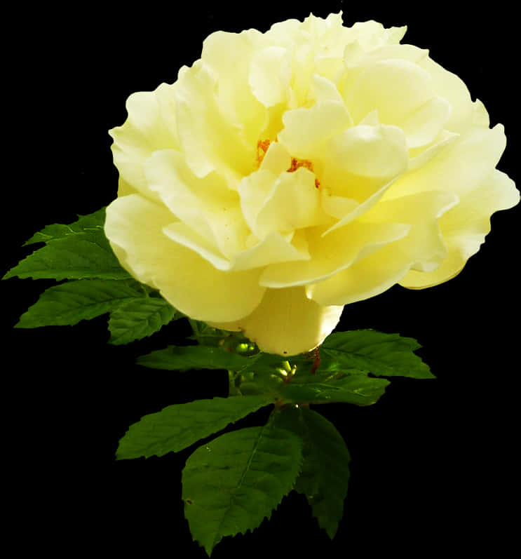 Yellow Rose Black Background