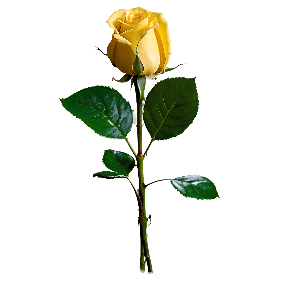 Yellow Rose Bouquet Png Aik