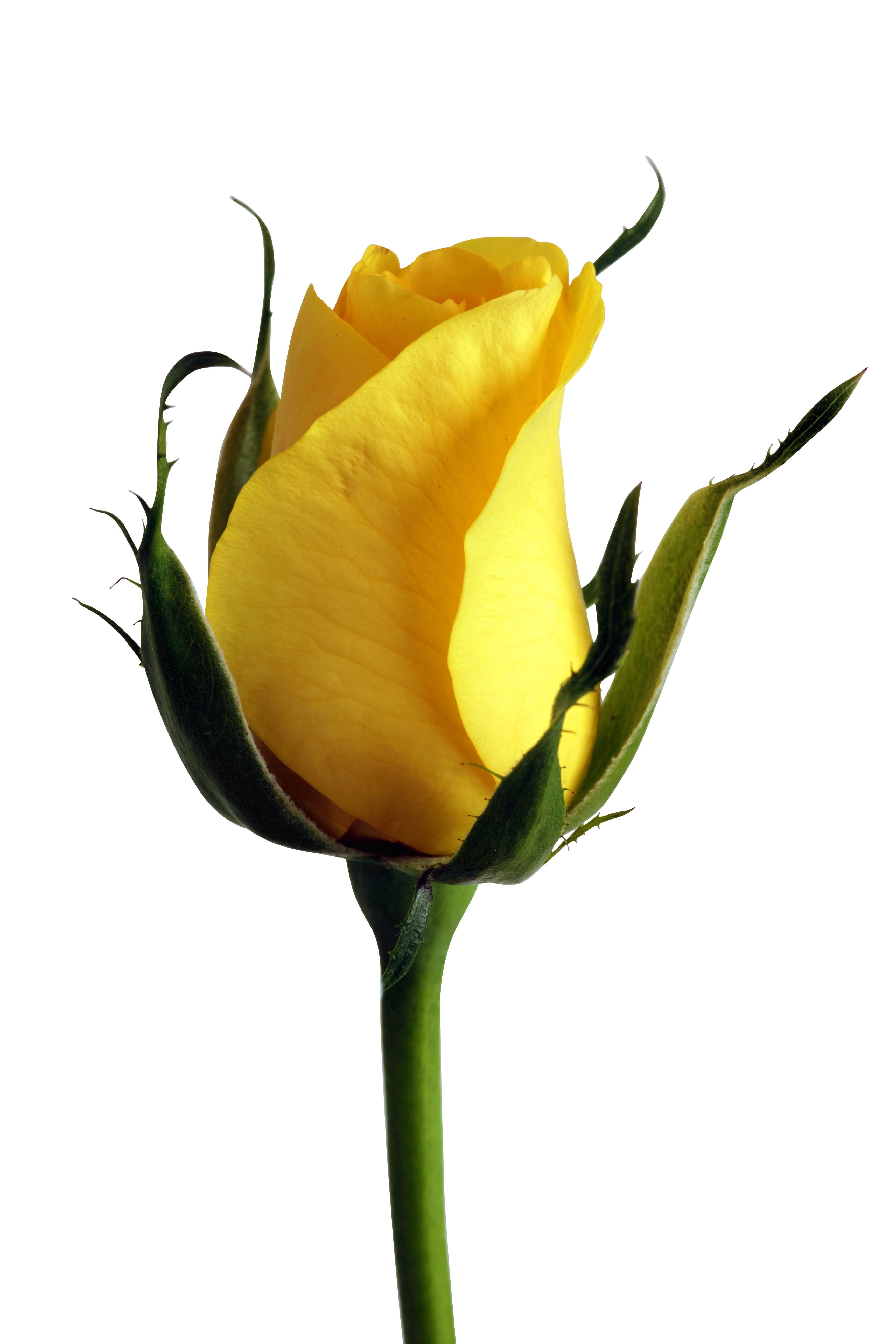 Yellow Rose Bud Black Background