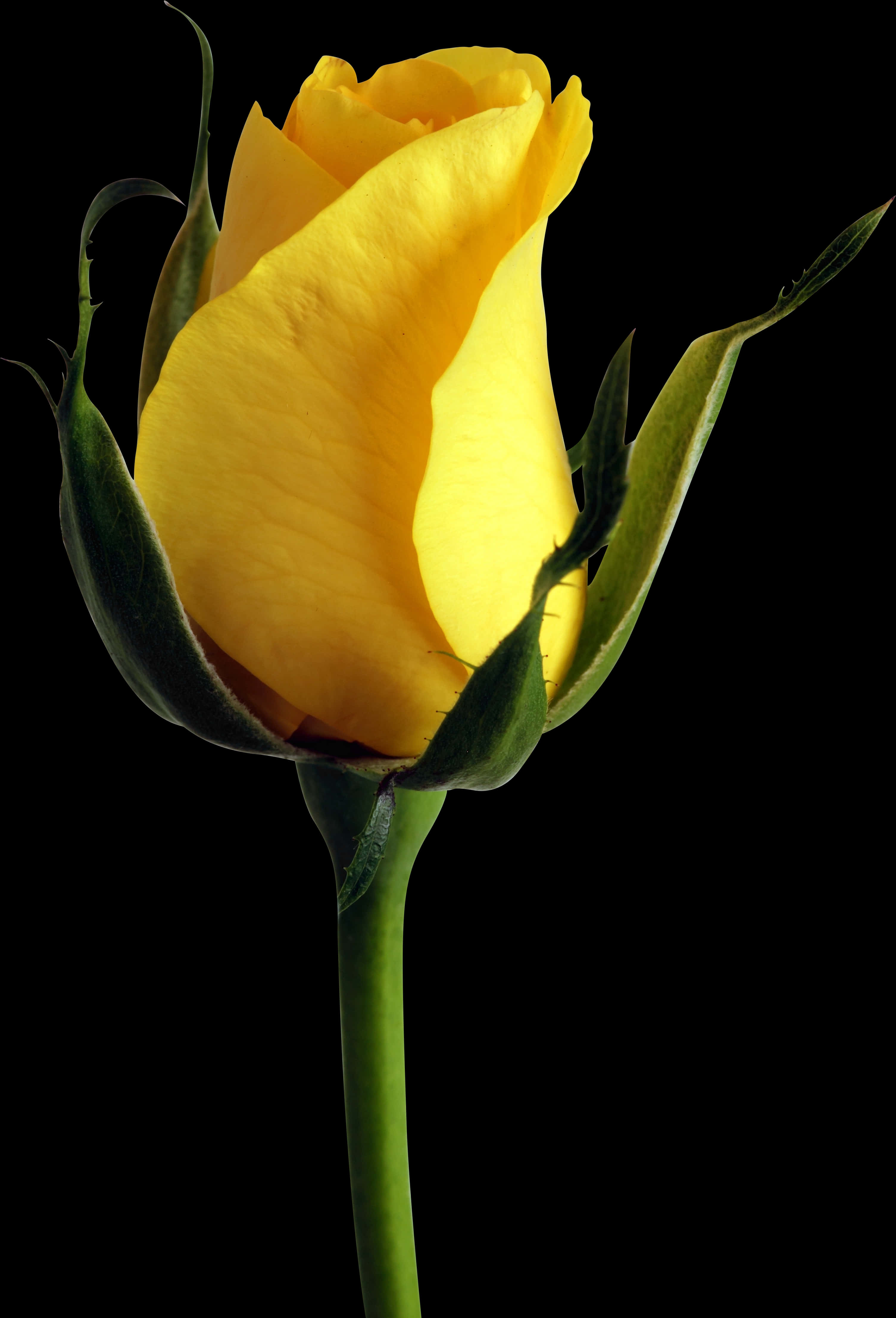 Yellow Rose Budon Black Background.jpg