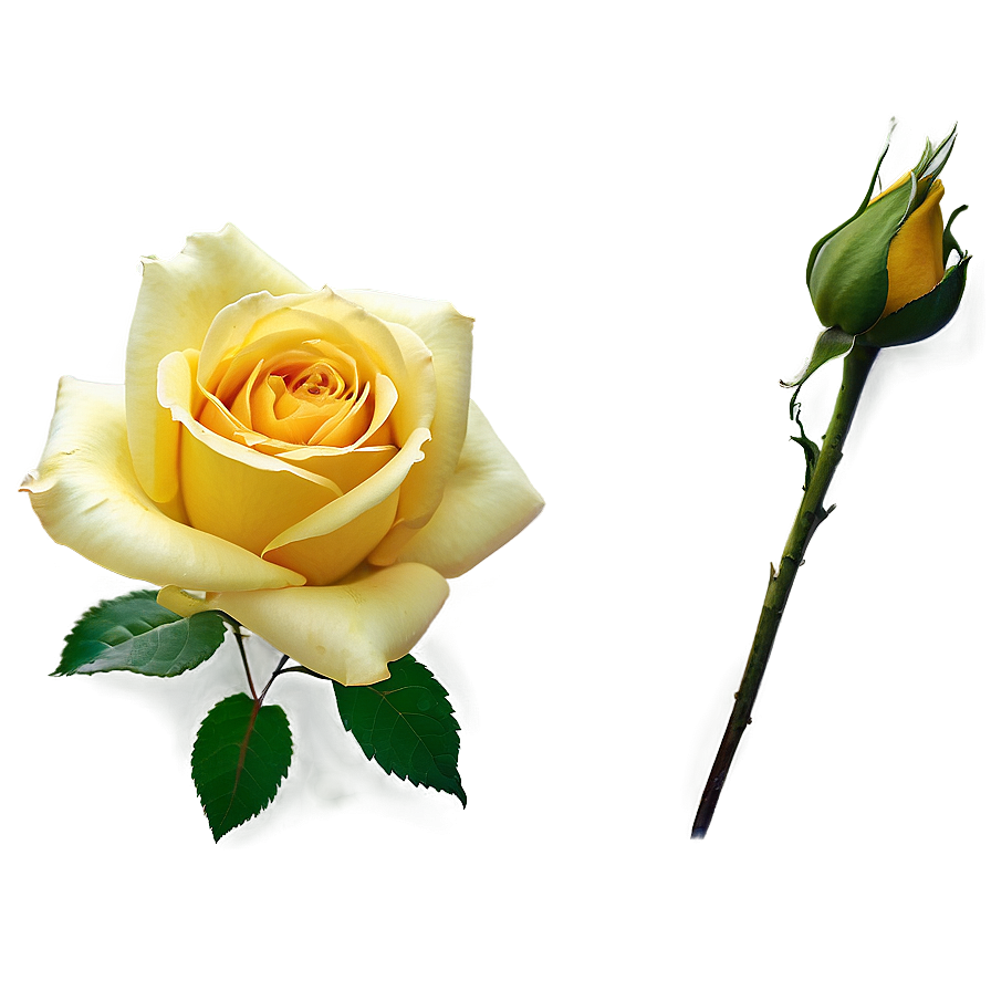 Yellow Rose Field Png Ttf