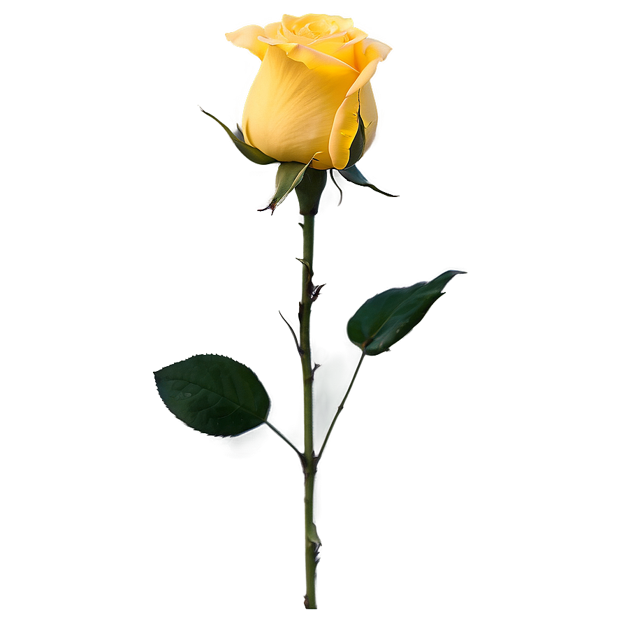 Yellow Rose In Sunlight Png 49