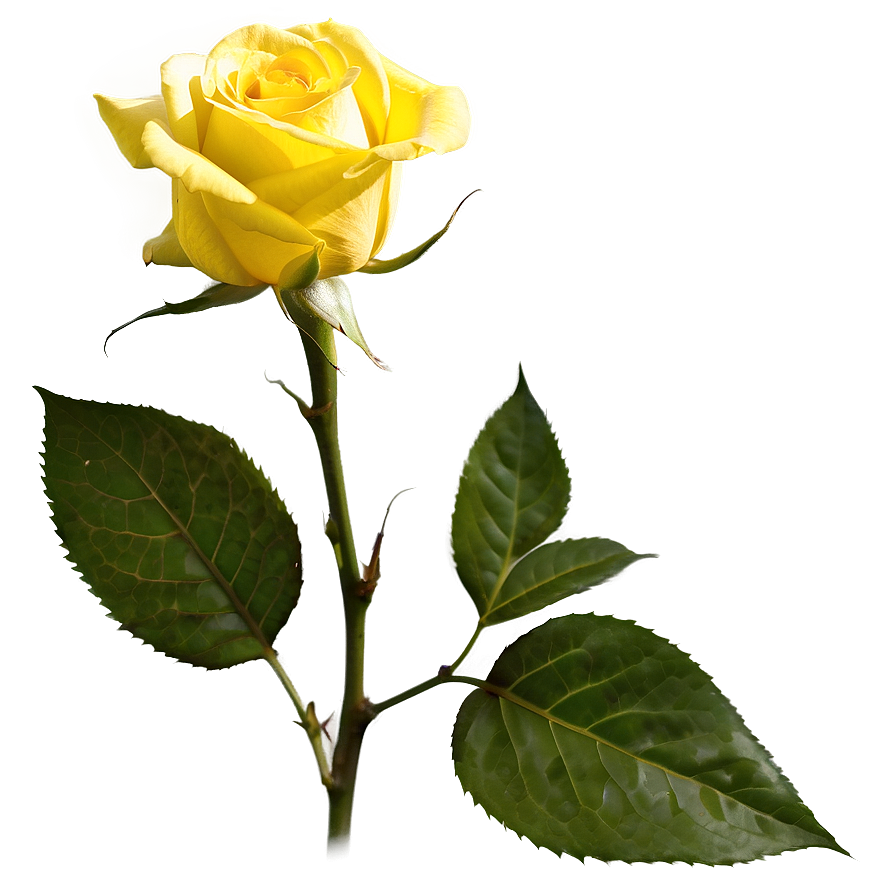 Yellow Rose In Sunlight Png Idw