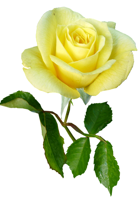 Yellow Rose Isolated Background.png