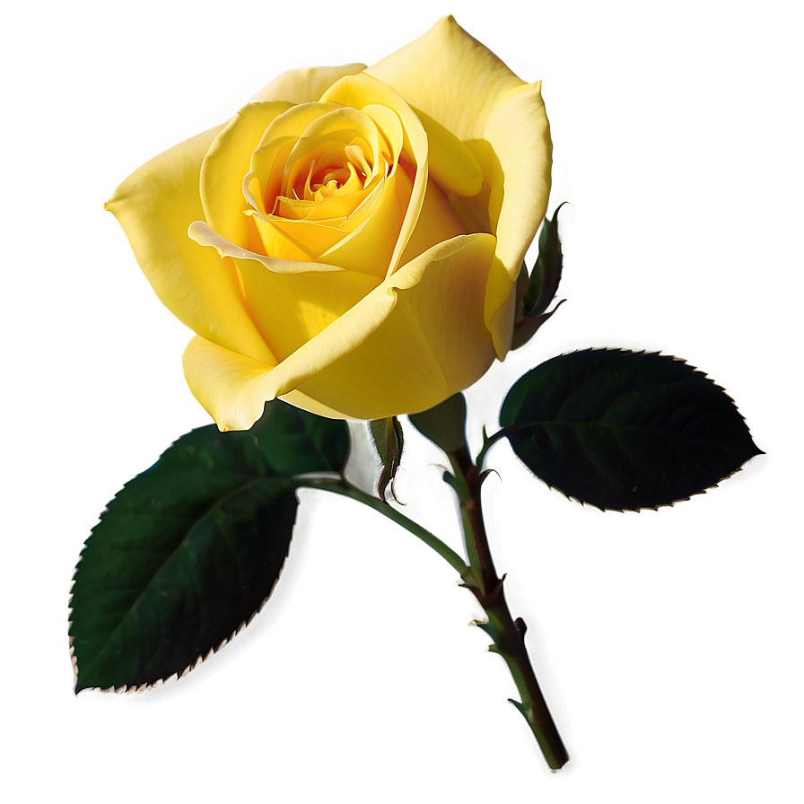 Yellow Rose Symbol Png Wyi76