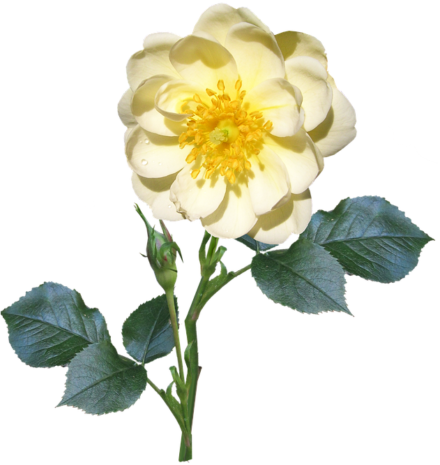 Yellow Rose Transparent Background