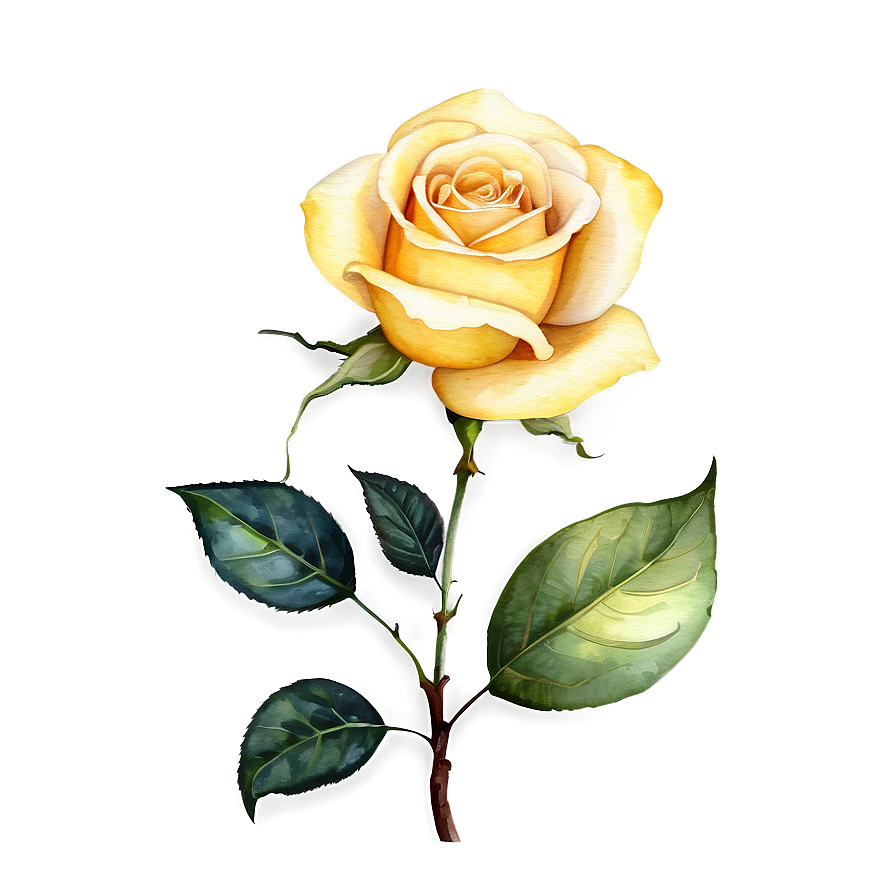 Yellow Rose Watercolor Png 06252024