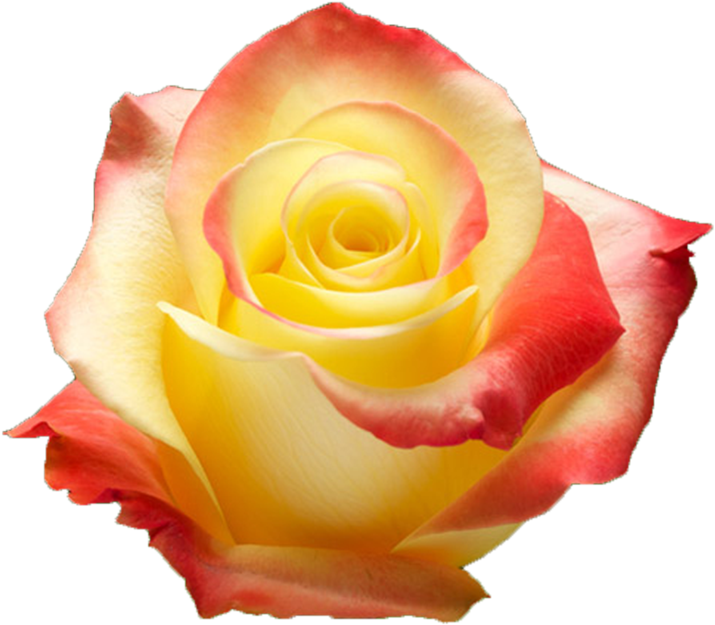 Yellow Rosewith Red Tips.png