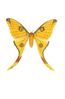 Yellow Swallowtail Butterfly Illustration