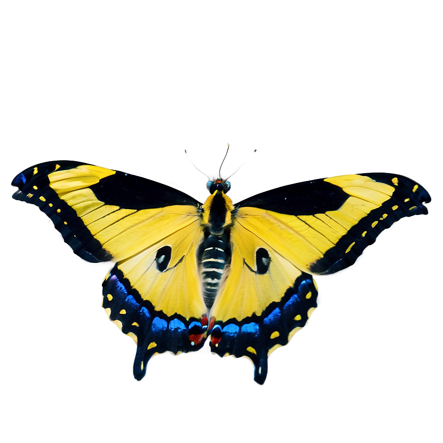 Yellow Tiger Butterfly Png Sdm