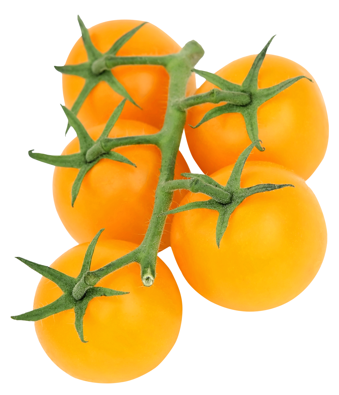 Yellow Tomatoeson Vine