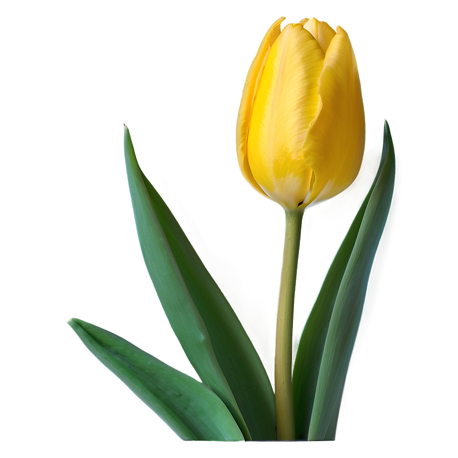 Yellow Tulip Png 05212024