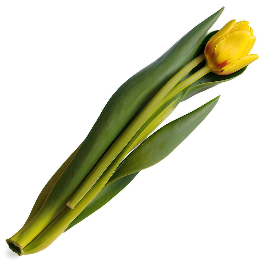 Yellow Tulip Png Ggu