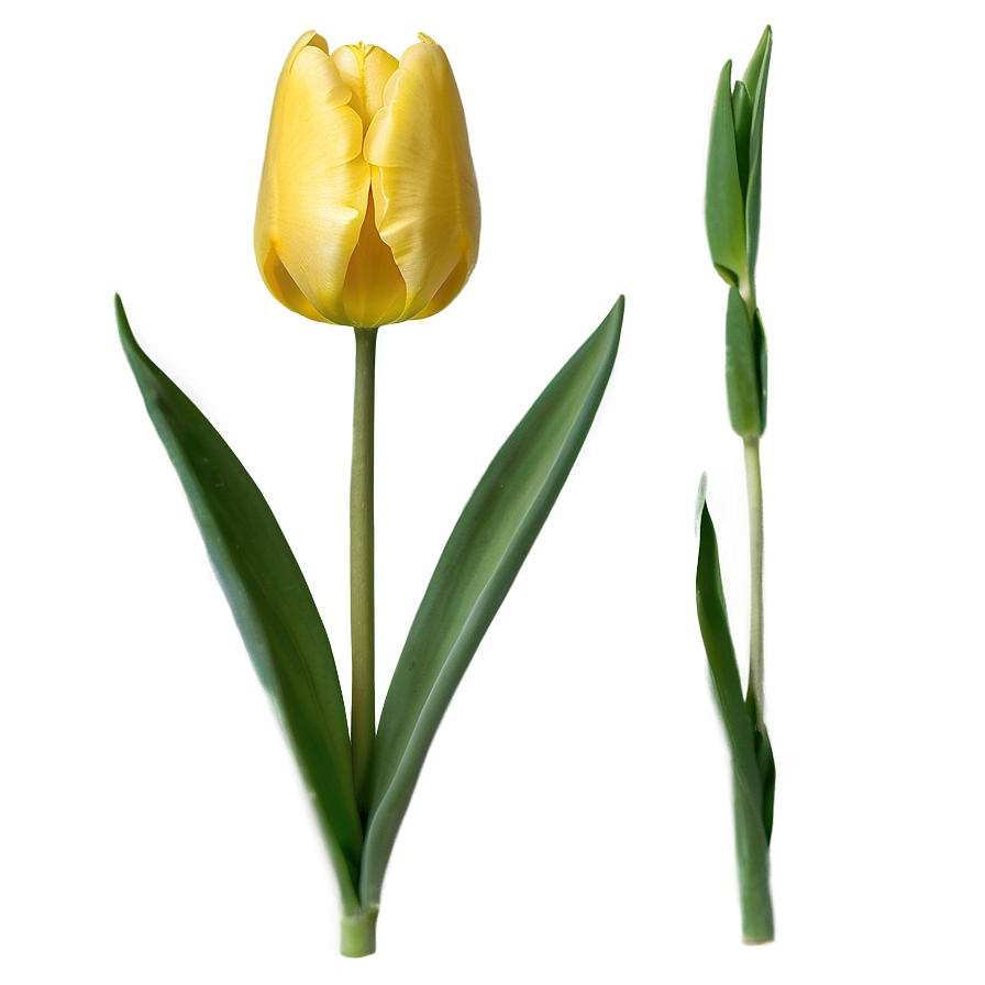 Yellow Tulips Png Mor