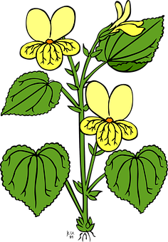 Yellow Viola Tricolor Illustration