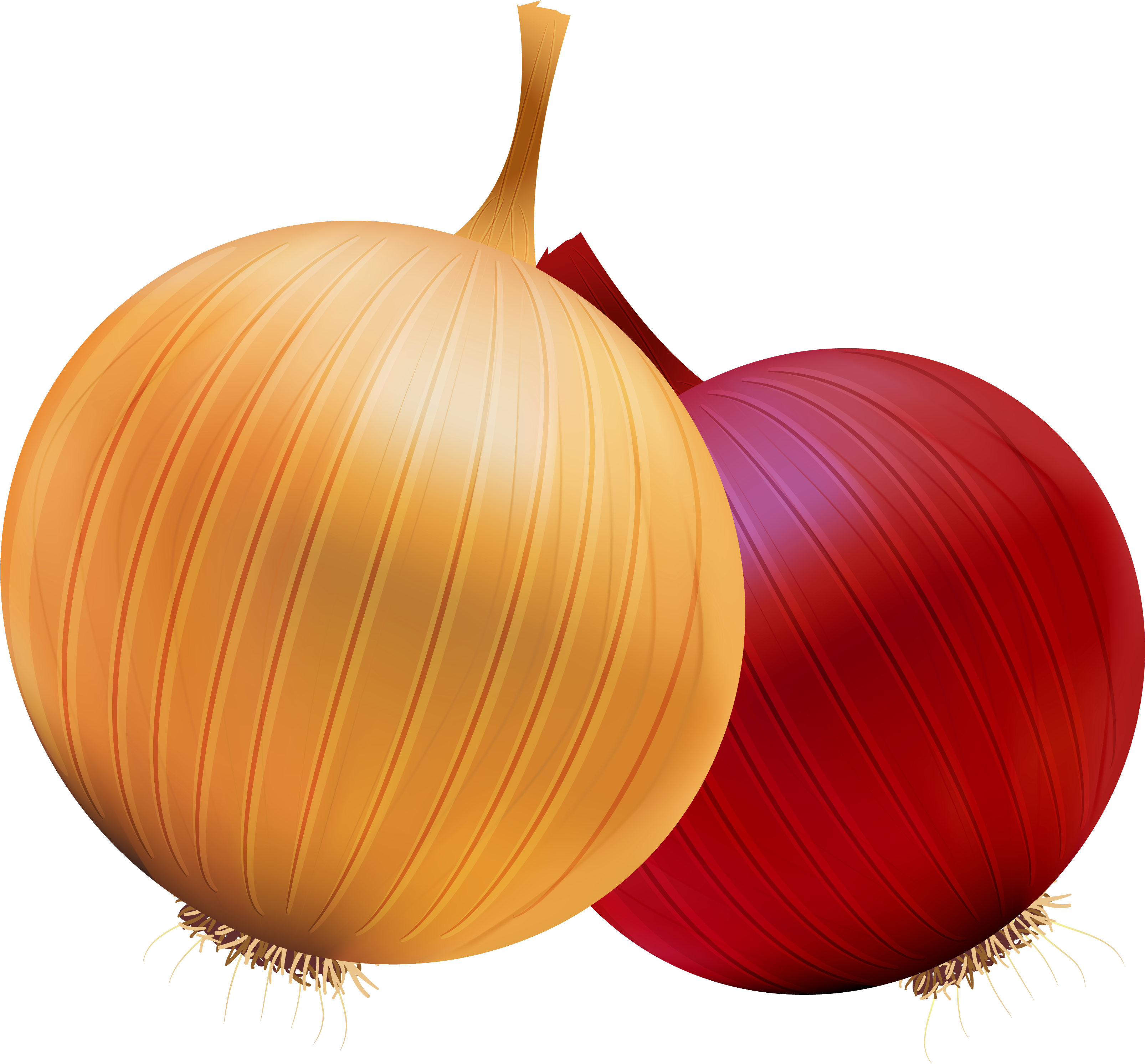 Yellowand Red Onions Illustration