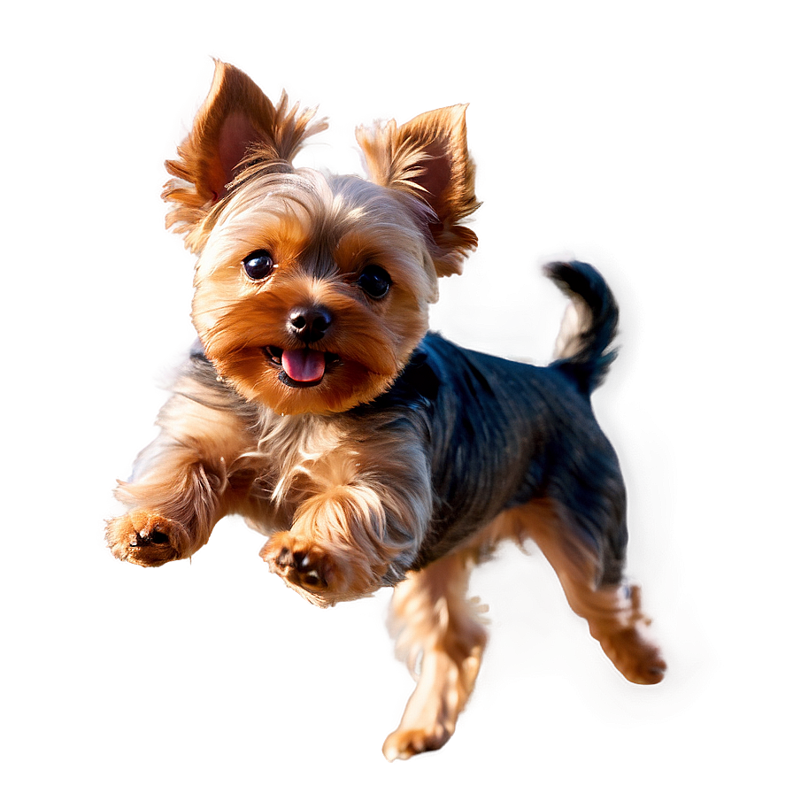 Yorkie Jumping Png 59