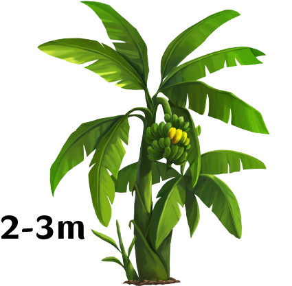 Young Banana Tree With Fruit Height Indicator