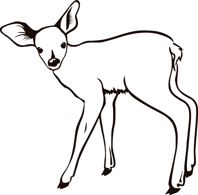 Young Deer Illustration