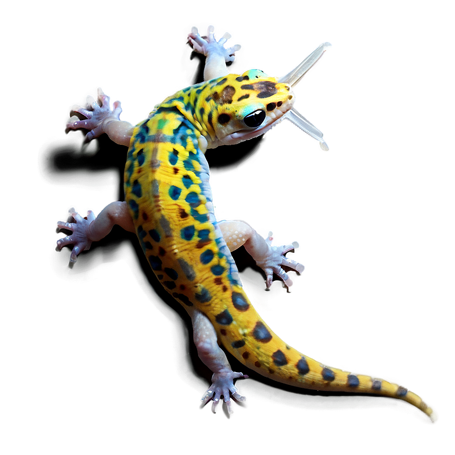 Young Leopard Gecko Png Wqr