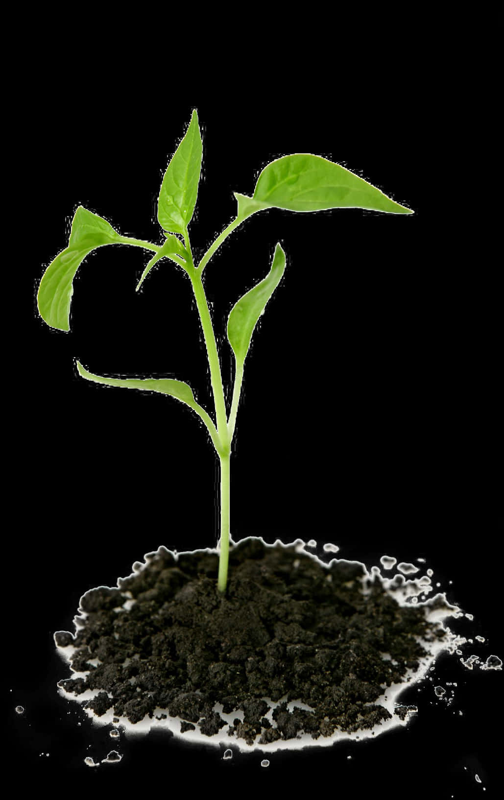 Young Plant Growingin Soilon Black Background