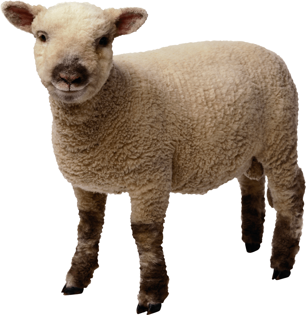 Young Sheep Standing Transparent Background