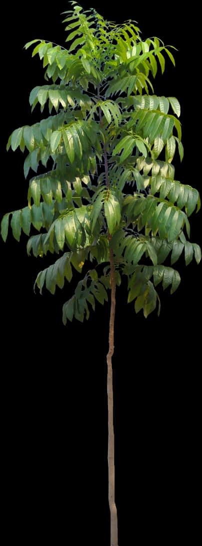 Young Tree Isolatedon Black Background