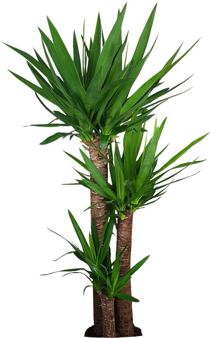 Yucca Elephantipes Indoor Plant.png