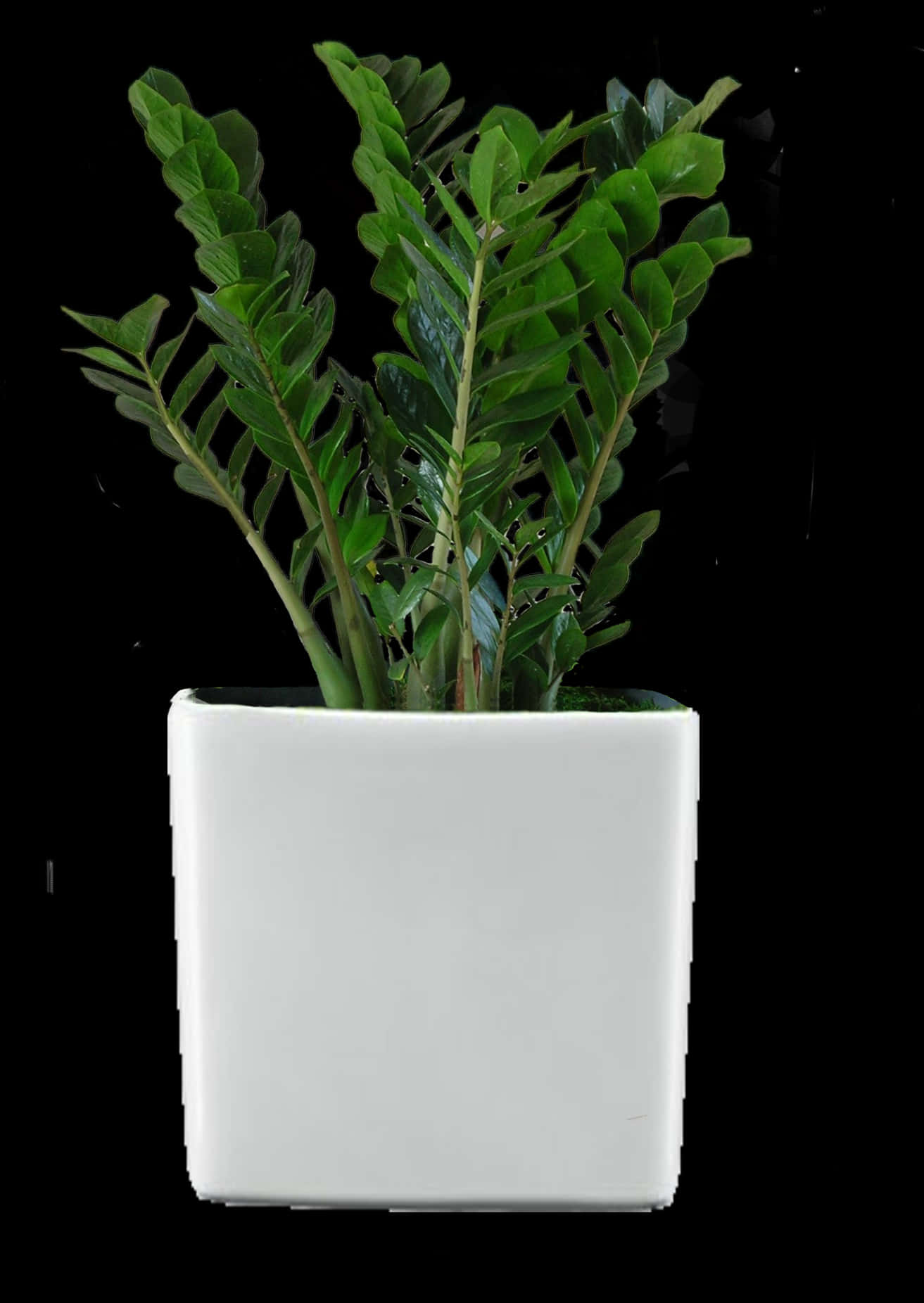 Zamioculcas Zamiifolia Plantin White Pot