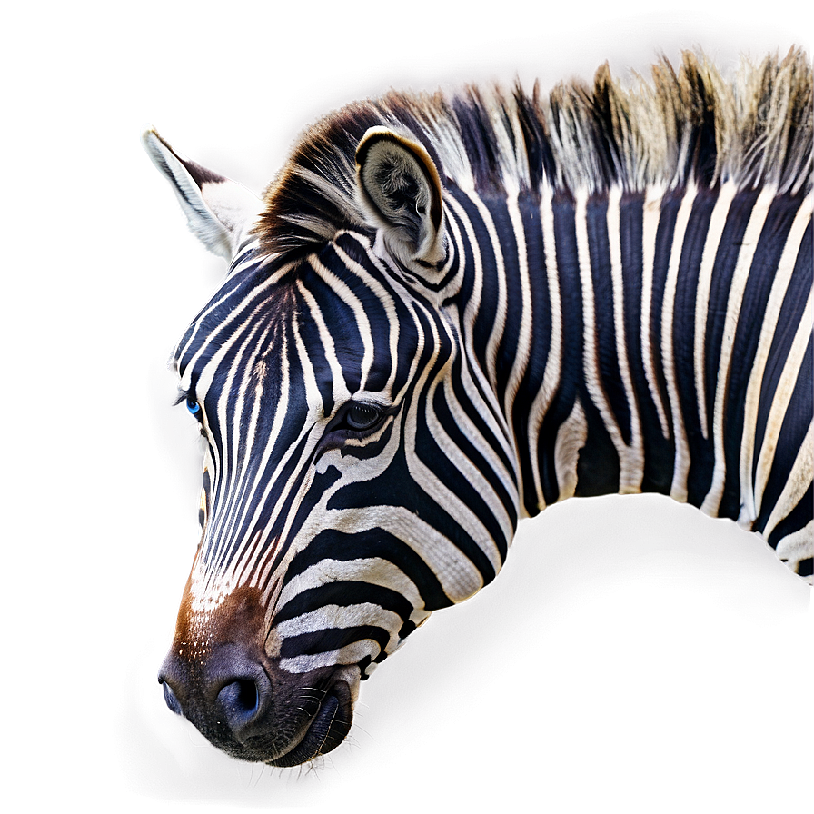 Zebra B