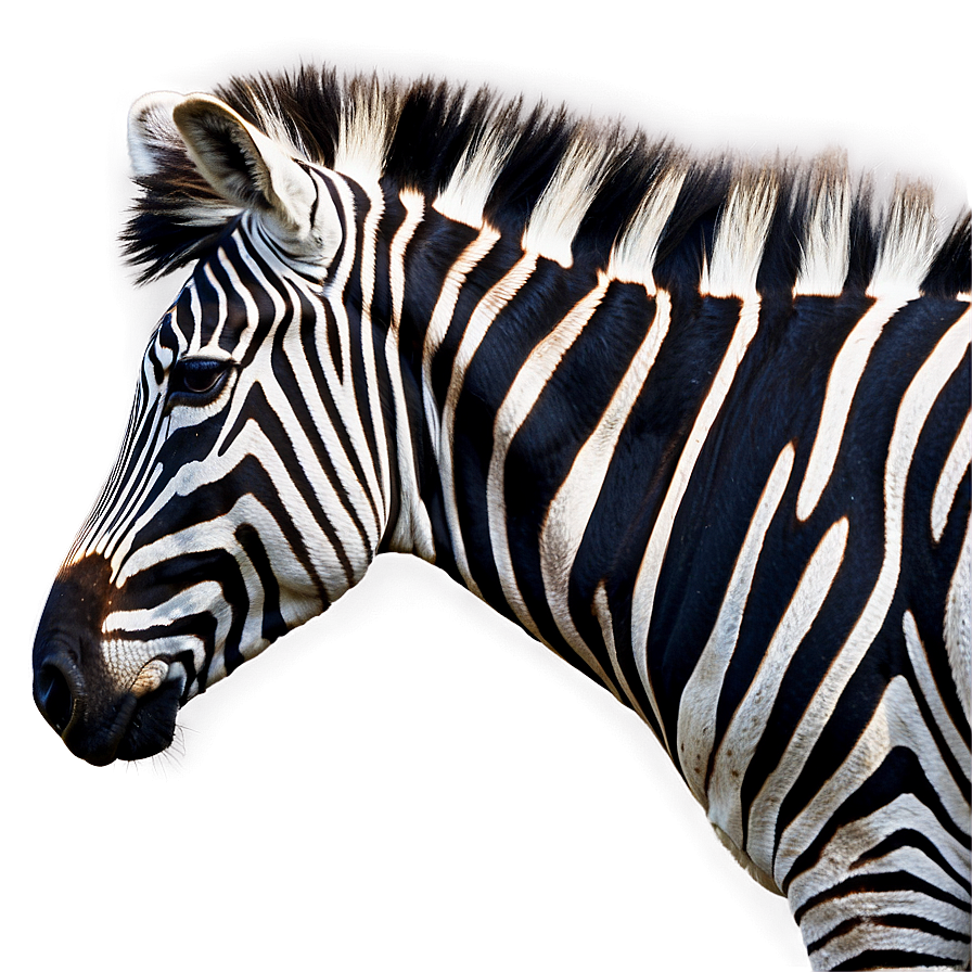 Zebra Profile Side View Png 94