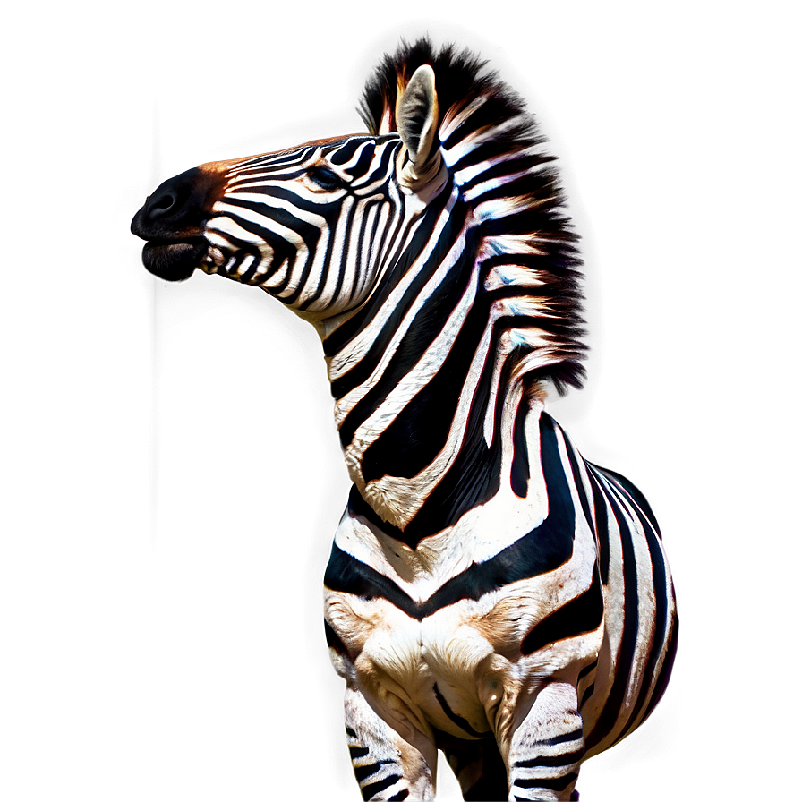 Zebra Side Pose Png 06112024