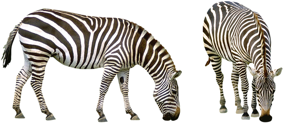 Zebras_ Grazing_ Side_ View.png