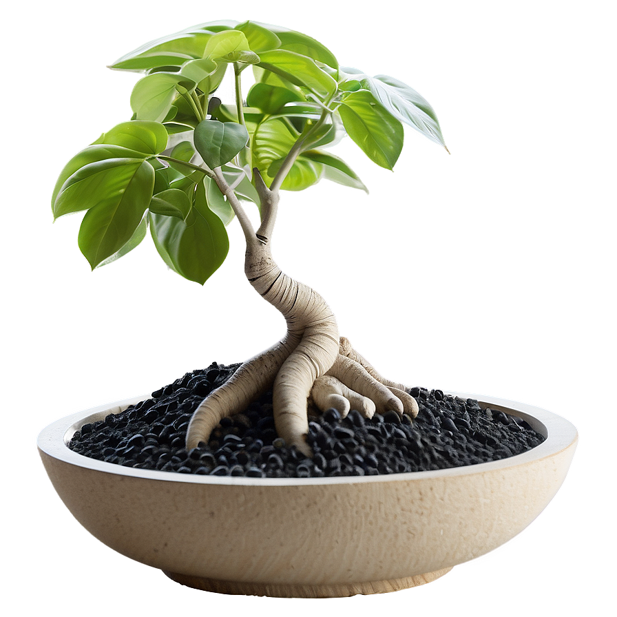 Zen Garden Houseplant Png 36