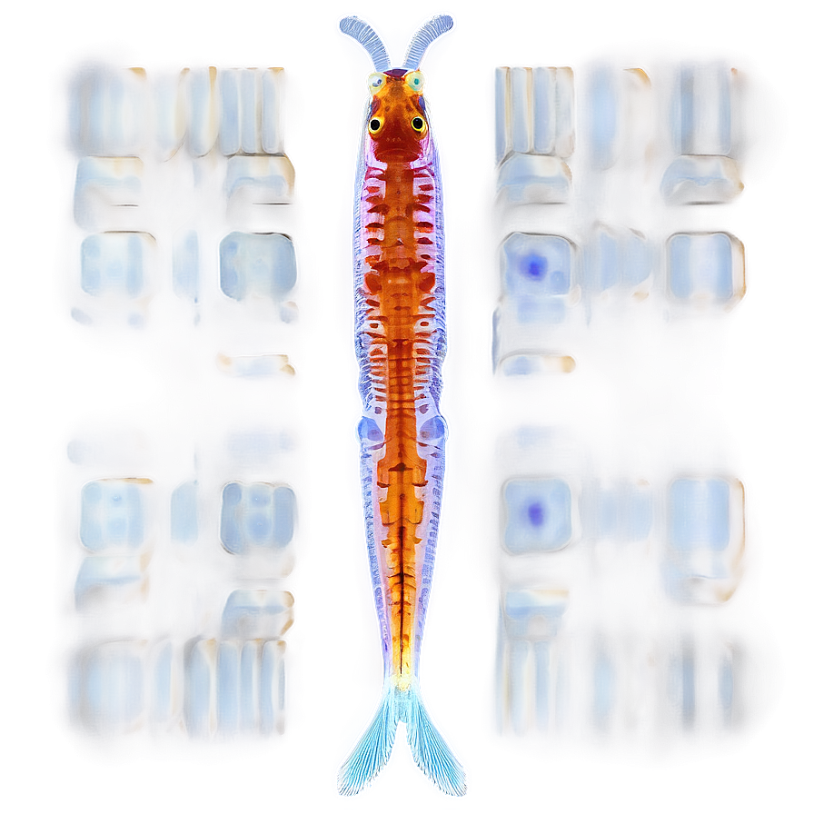 Zooplankton Microphotography Png 33