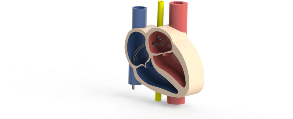 3 D Heart Model Cutaway View PNG Image