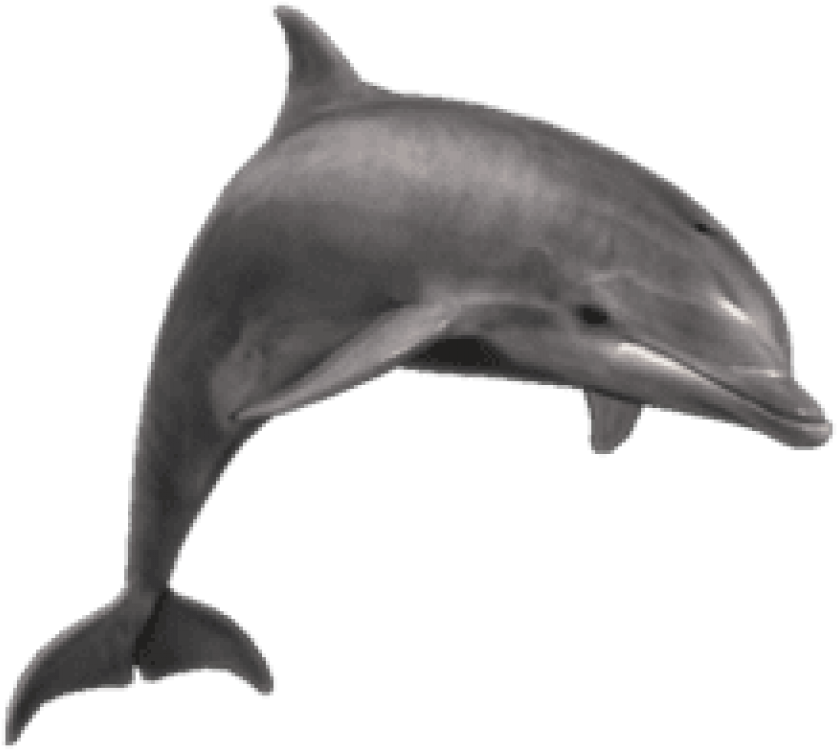 3 D Model Dolphin Swimming PNG Image