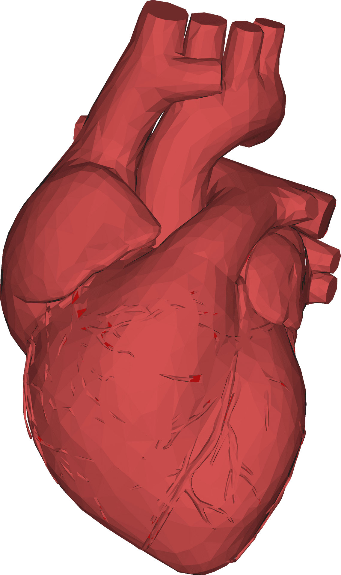 3 D Model Red Human Heart PNG Image