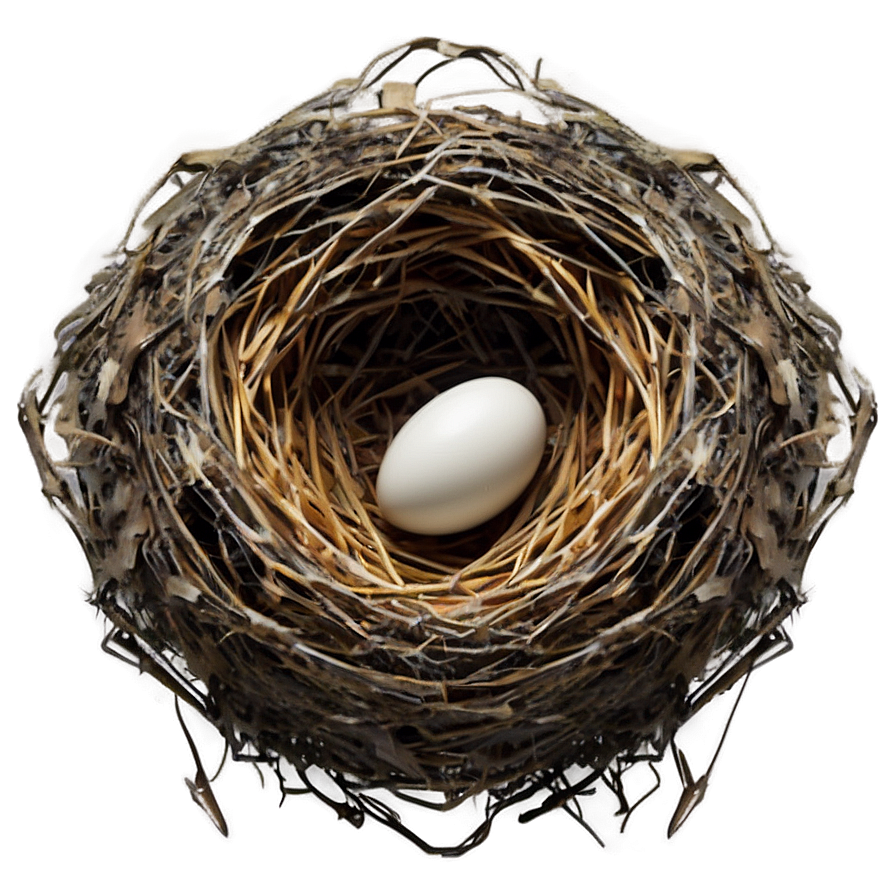 Abstract Bird Nest Png Tay PNG Image