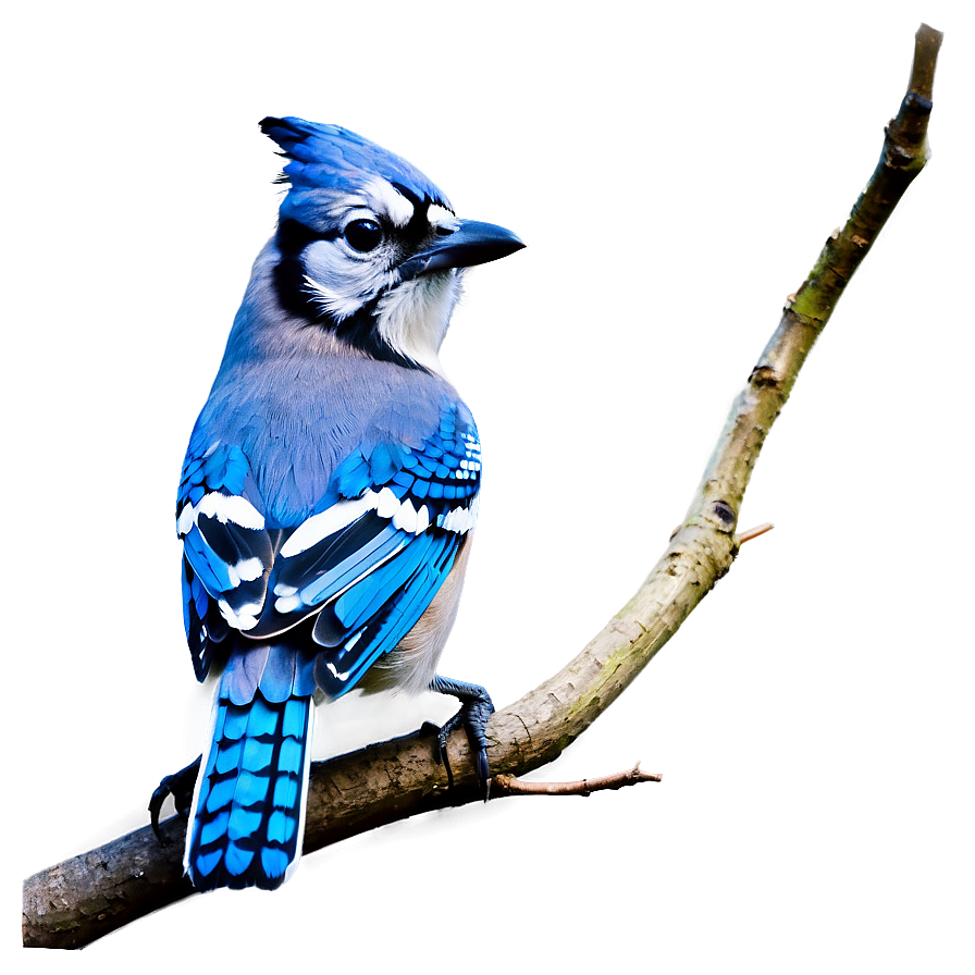 Abstract Blue Jay Image Png Hae33 PNG Image