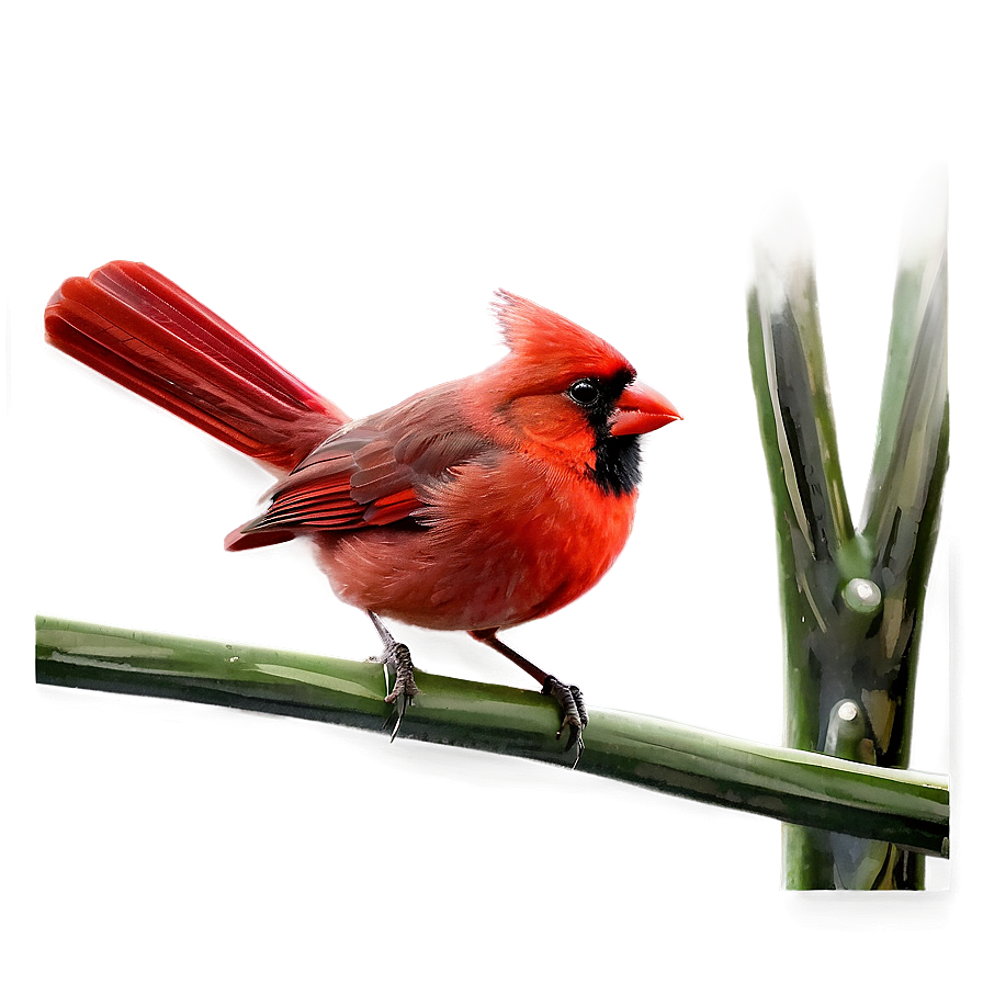 Abstract Cardinal Design Png 9 PNG Image