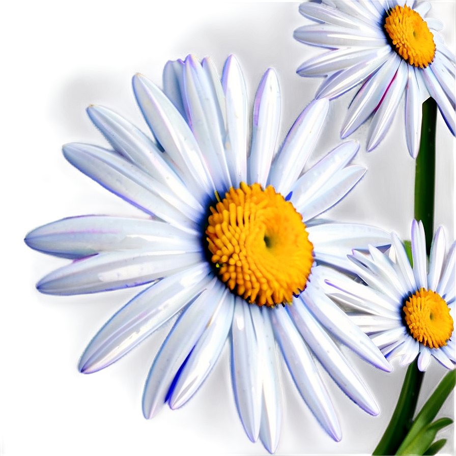 Abstract Daisy Png 05212024 PNG Image