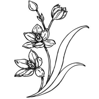 Abstract Floral Sketch PNG Image