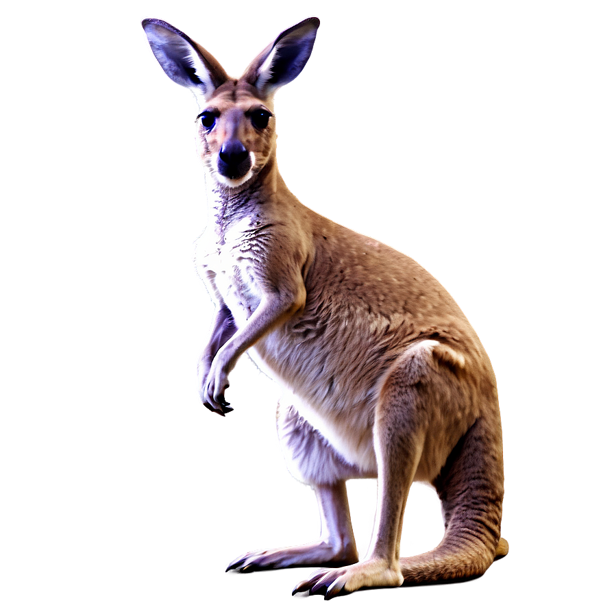 Abstract Kangaroo Png 41 PNG Image