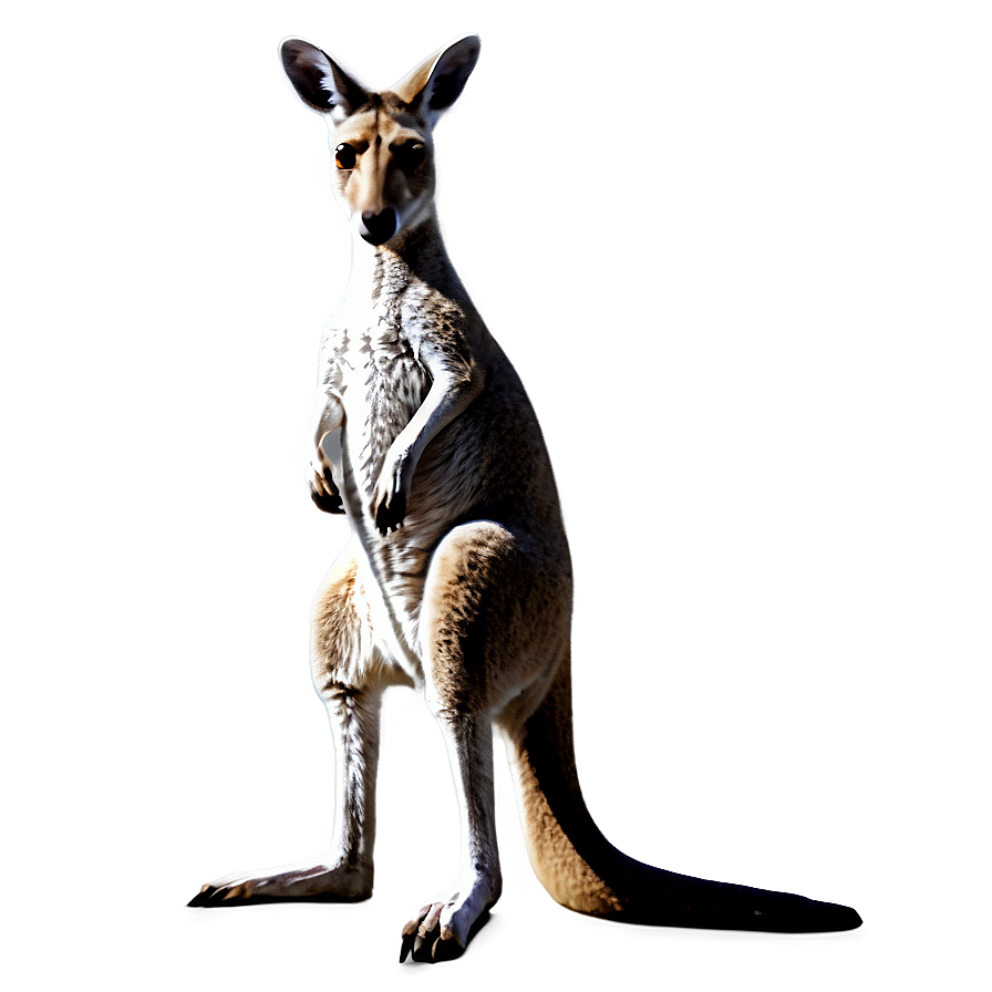 Abstract Kangaroo Png Sfd88 PNG Image