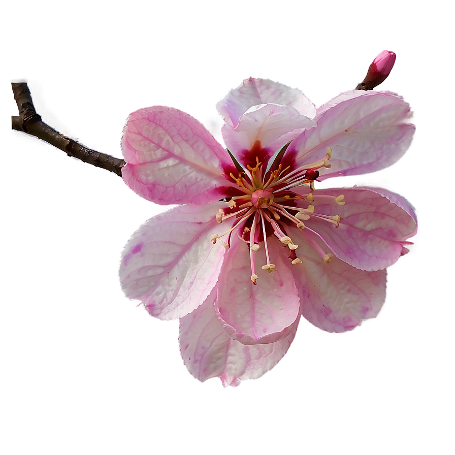 Abstract Sakura Flower Png Lrl PNG Image